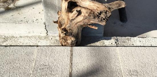 Un pezzo di tronco portato a riva dai volontari