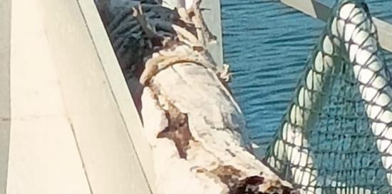 Un enorme tronco caricato sul battello prima di essere tradotto a riva
