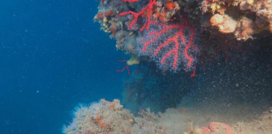Un esemplare di corallo rosso