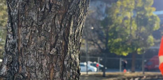 Il via ai lavori sulle 43 piante presso la Radura della Memoria