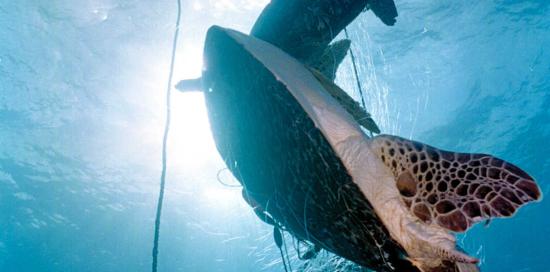 Altri pesci intrappolati in una rete da pesca