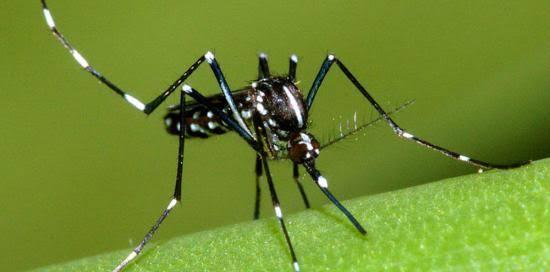 Primissimo piano di una zanzara appoggiata su un tessuto vegetale