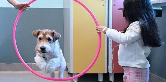 Una bimba ricoverata in ospedale fa saltare un cagnolino in un cerchio Una bimba ricoverata in ospedale fa saltare un cagnolino in un cerchio