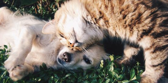 cane e gatto