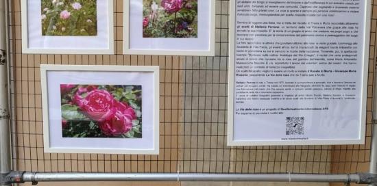 mostra a tursi sul roseto