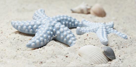 Stelle marine e conchiglie su spiaggia sabbiosa