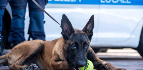 Il pastore belga malinois soccorso