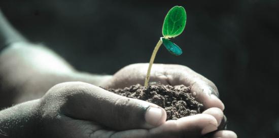 Due mani chiuse contenenti un mucchio di terra e una piantina appena germogliata