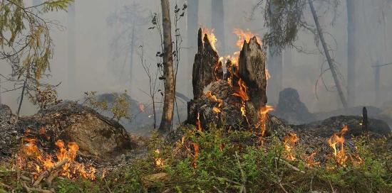 incendio boschivo