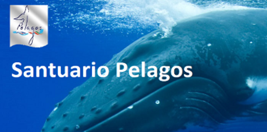 Un cetaceo e, sovrapposti, logo Accordo Pelagos e la scritta "Santuario Pelagos"