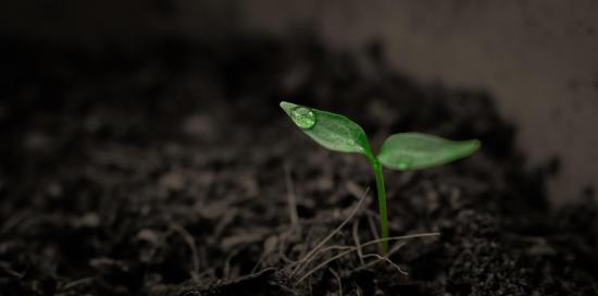 Una piantina appena germogliata con una goccia d'acqua su una delle due foglioline