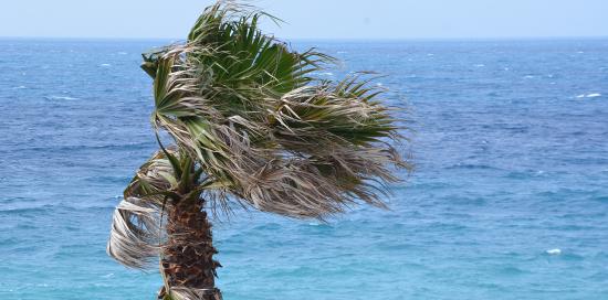 palma battuta dal vento sullo sfondo mare e orizzonte