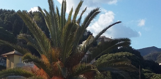 La parte verde di una palma fotografata all'interno dei Parchi di Nervi