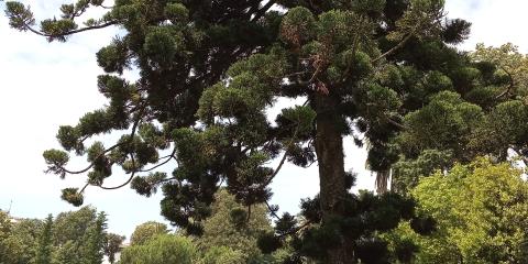 Parco Nervi
