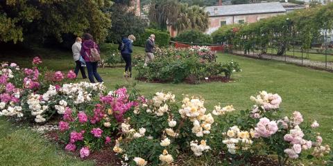 Roseto Viacava