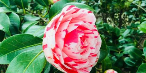 rosa