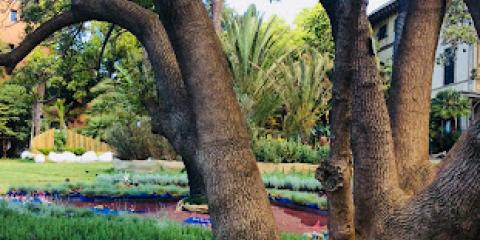 alberi