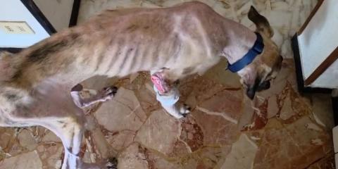 Il cane soccorso in un'abitazione privata a Marassi