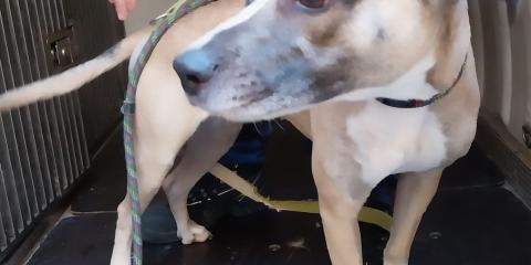 Cane salvato