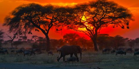 panorama africano