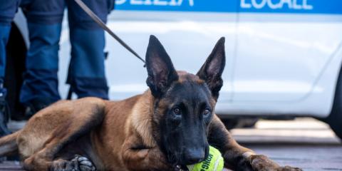 Il pastore belga malinois soccorso