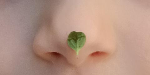 naso con foglia