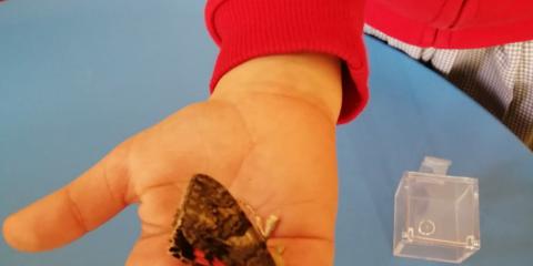 attività con una farfalla