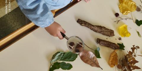 osservazione di foglie con lente d'ingrandimento