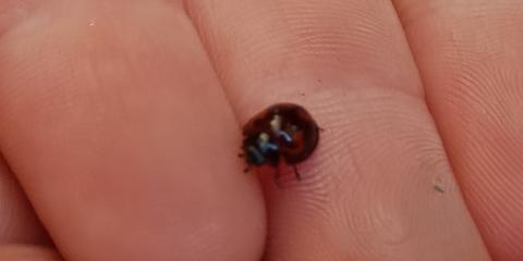 coccinella tra le dita