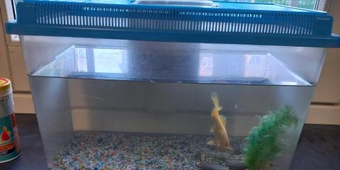 acquario