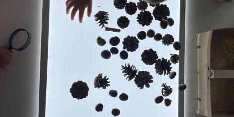 osservazione di elementi naturali con lavagna luminosa