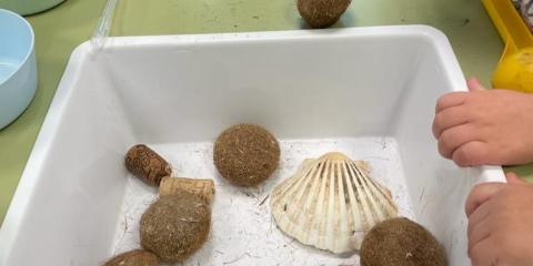 attività con conchiglie e altri elementi naturali