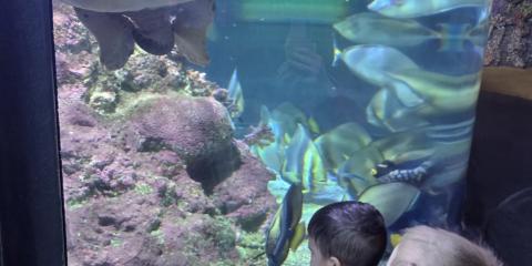 In visita all'acquario