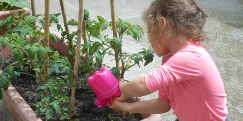  la cura dei pomodori nell'orto