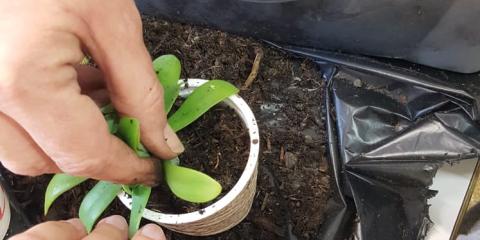 giardinaggio