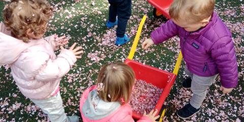 attività coi petali del ciliegio in giardino