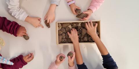 attività con le pigne  in classe