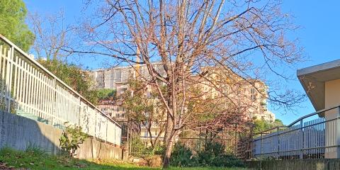 giardino con prato e albero