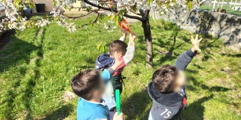 attività in giardino  vicino al ciliegio in fiore