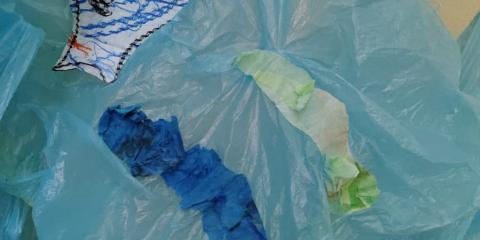 i pesci di Moby Dick