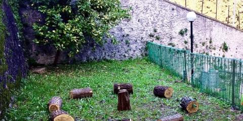 giardino con tronchetti 