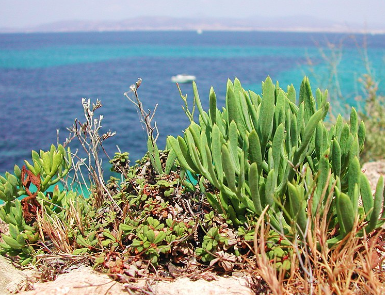 scorcio vicino al mare