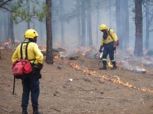 Due vigili del fuoco in azione in un bosco per spegnere le fiamme di un incendio Due vigili del fuoco in azione in un bosco per spegnere le fiamme di un incendio