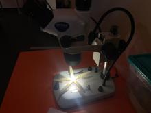 microscopio e stella marina