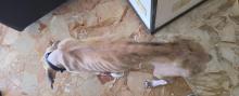 Il cane soccorso in un'abitazione privata a Marassi