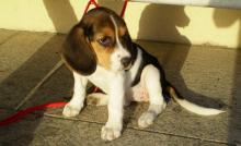 Cane razza beagle