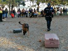 Al parco dell'Acquasola la Giornata del cane: oltre 40 alla sfilata e le simulazioni dei nuclei cinofili 