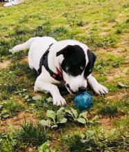 cane ospite di Montecontessa