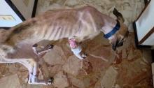 Il cane soccorso in un'abitazione privata a Marassi