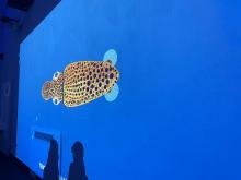 pesce